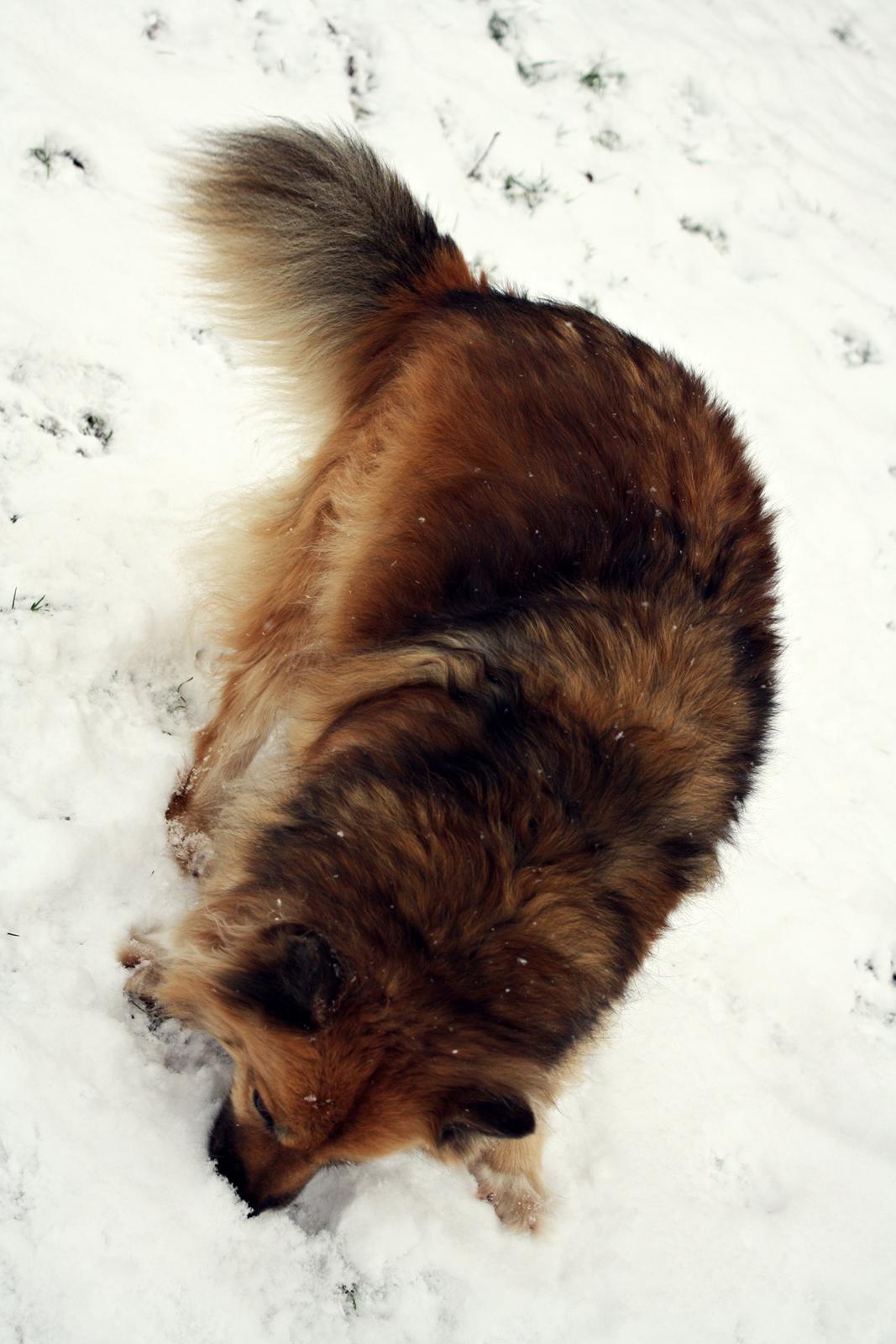Islandsk fårehund Godrumgaards Hekla billede 18