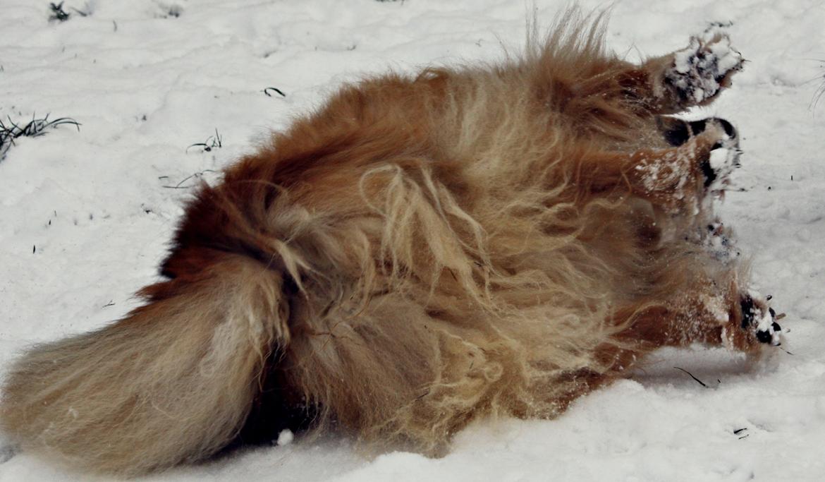Islandsk fårehund Godrumgaards Hekla billede 19