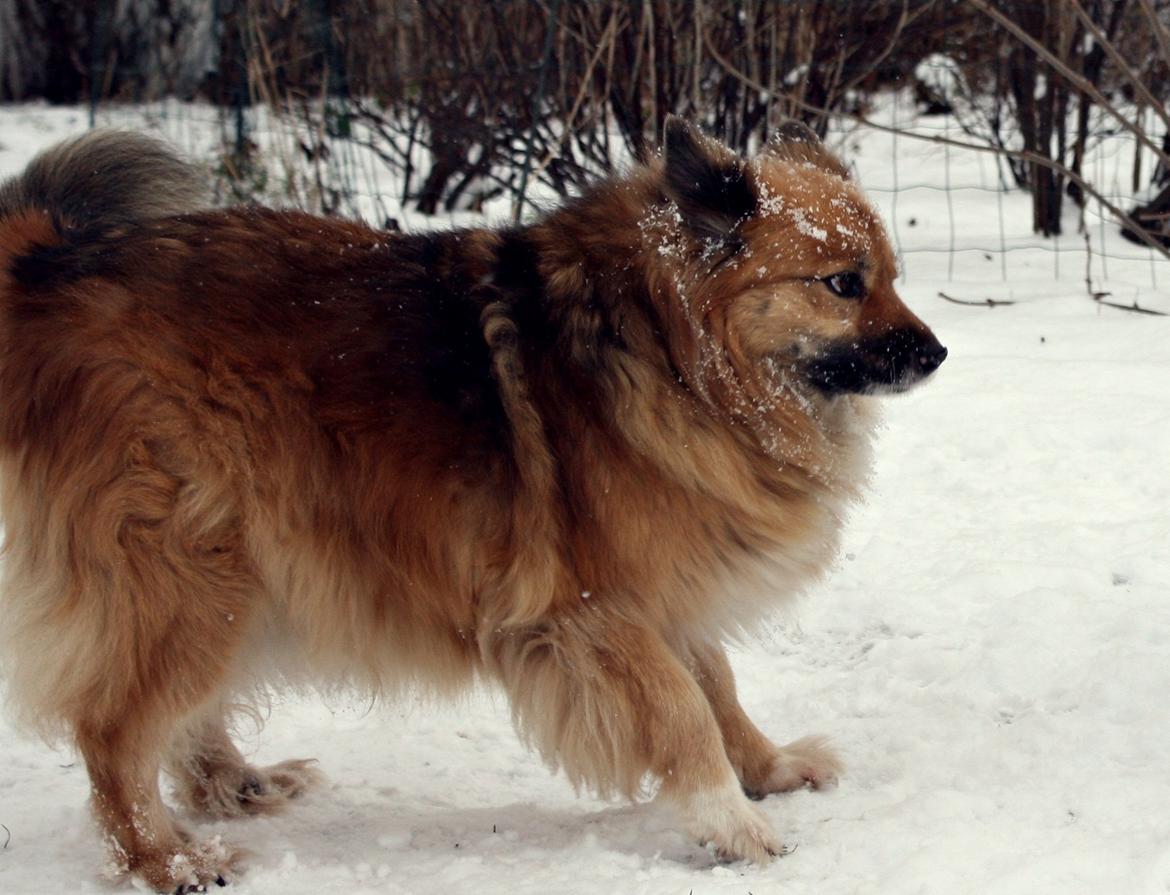 Islandsk fårehund Godrumgaards Hekla billede 20