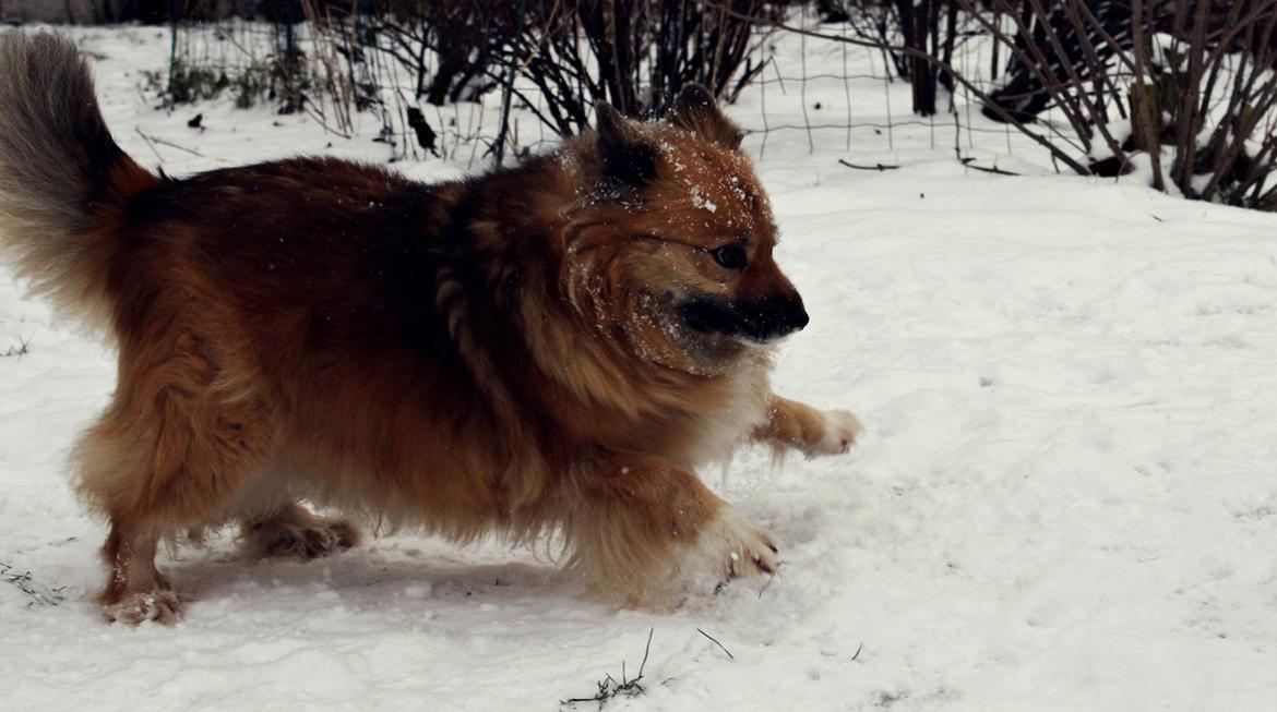 Islandsk fårehund Godrumgaards Hekla billede 21