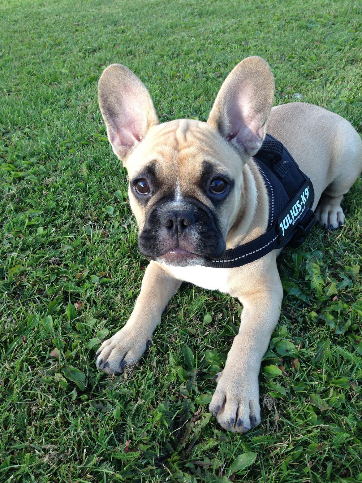 Fransk bulldog Joe billede 21