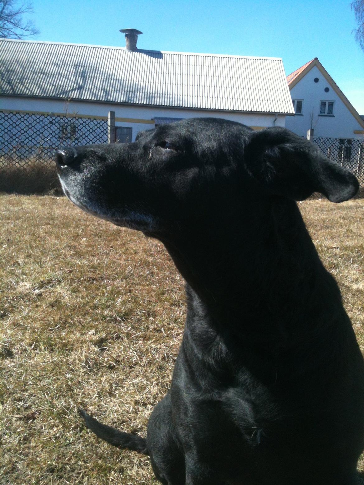 Blanding af racer Chili billede 1