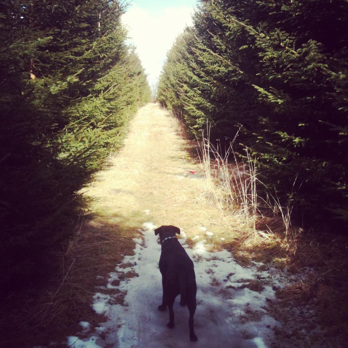 Blanding af racer Chili billede 2