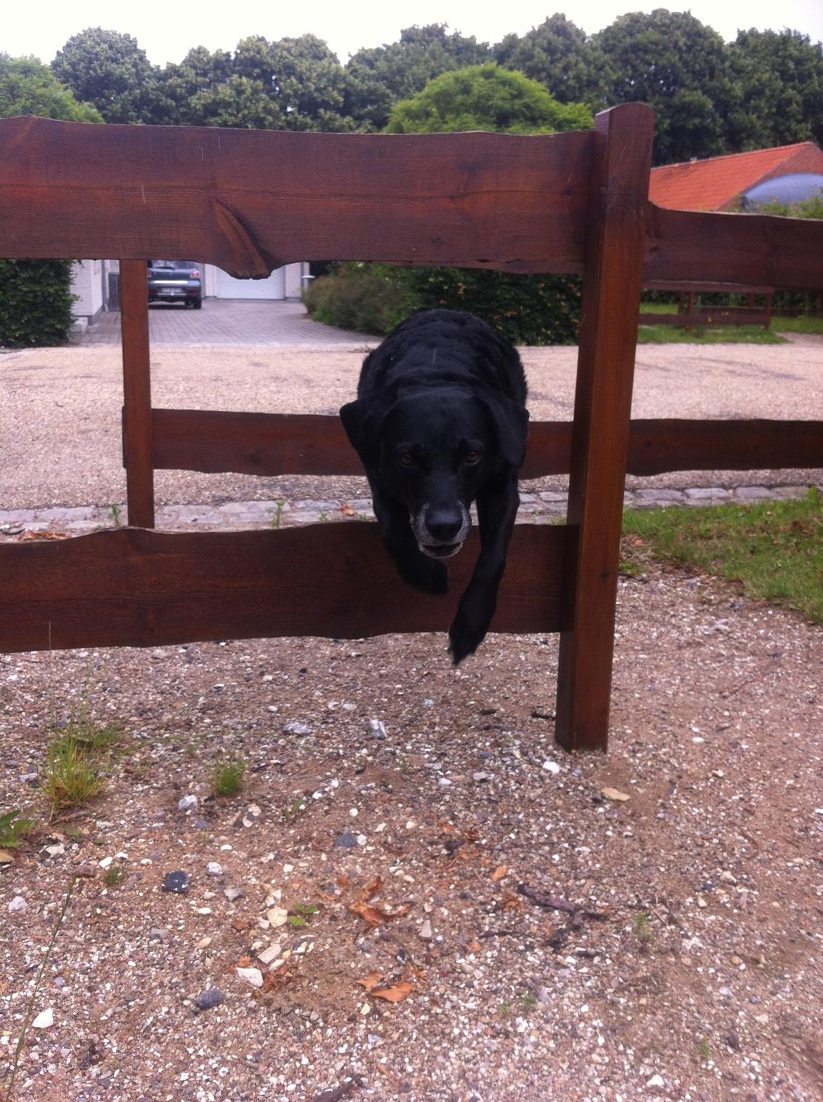 Blanding af racer Chili billede 4