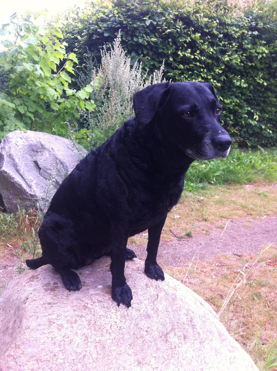 Blanding af racer Chili billede 5