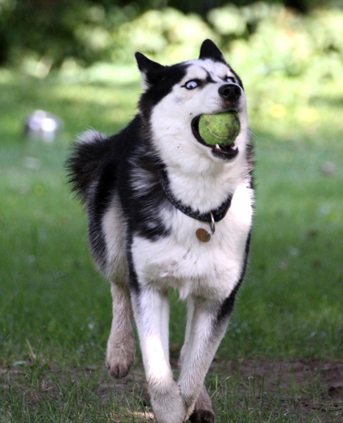Siberian husky Einstein billede 10