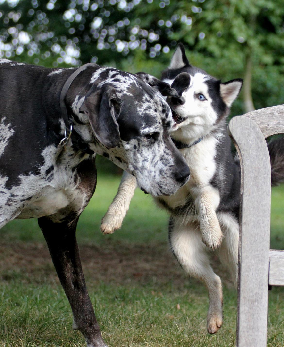 Siberian husky Einstein billede 28