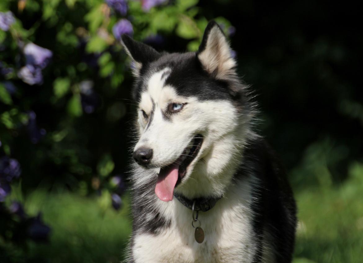 Siberian husky Einstein billede 29