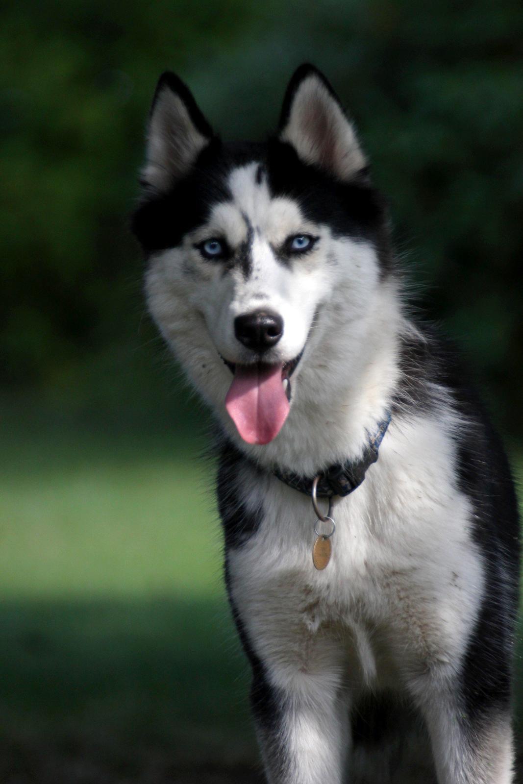 Siberian husky Einstein billede 8