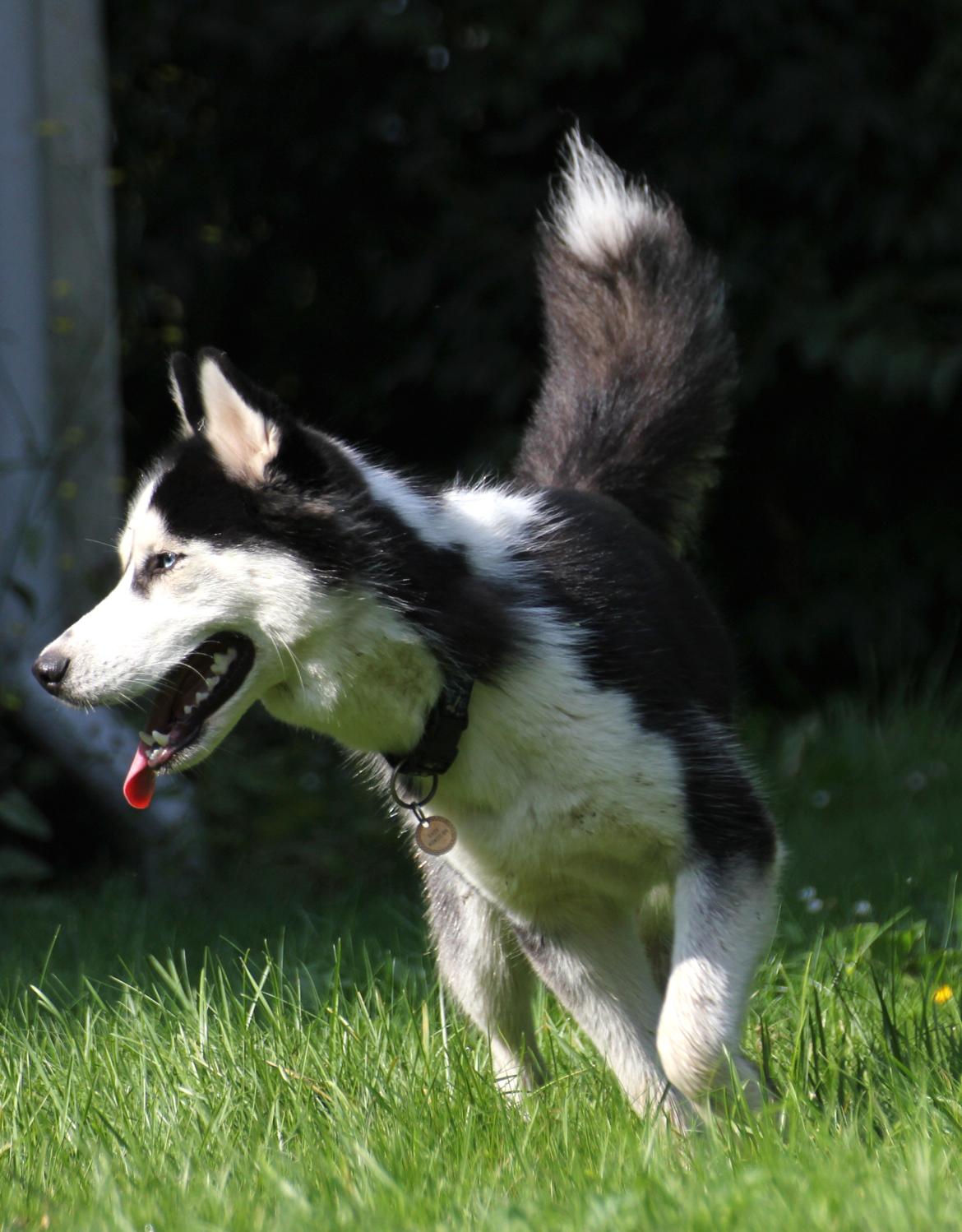 Siberian husky Einstein billede 30