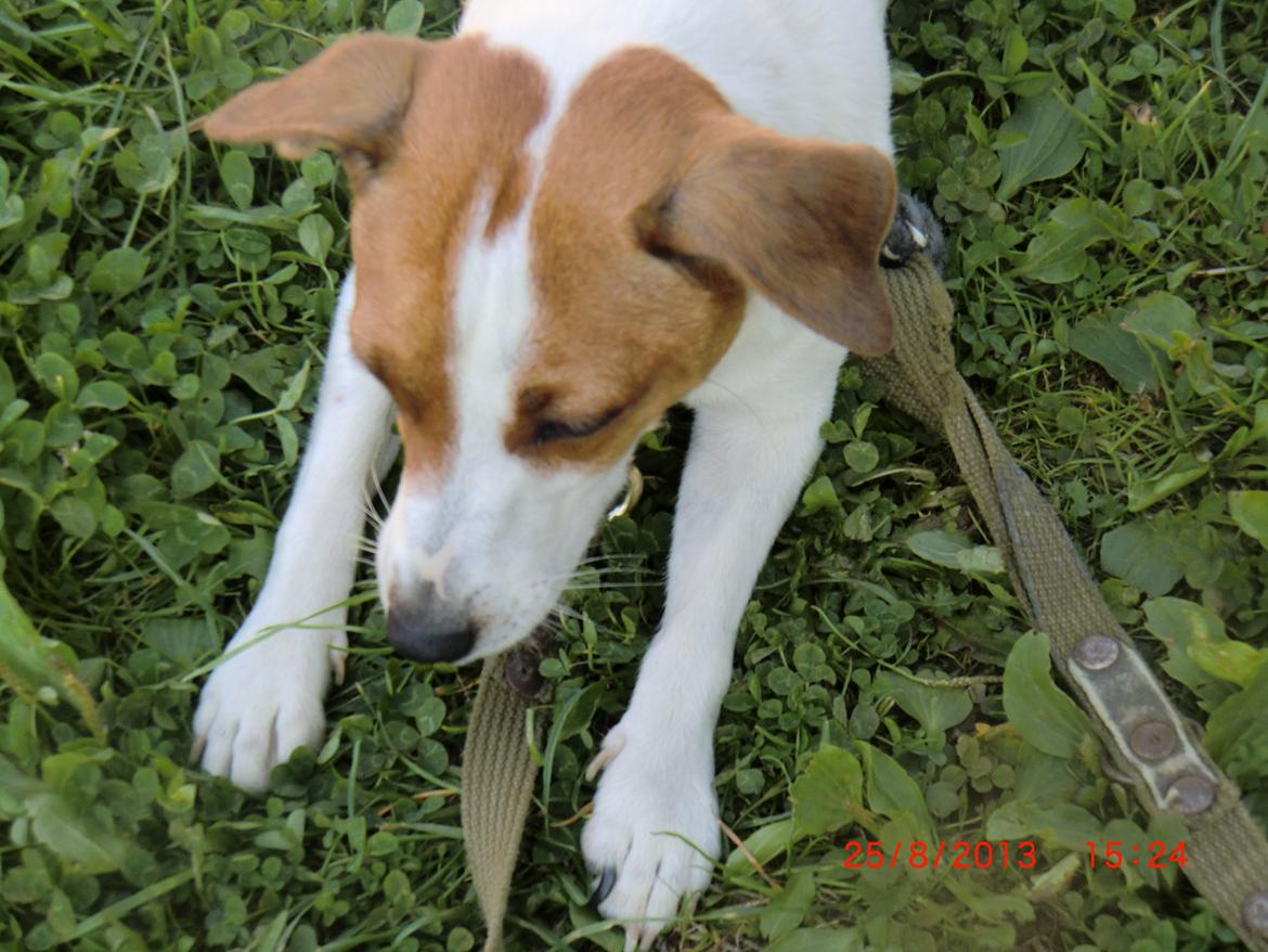 Dansk svensk gaardhund Liv billede 18