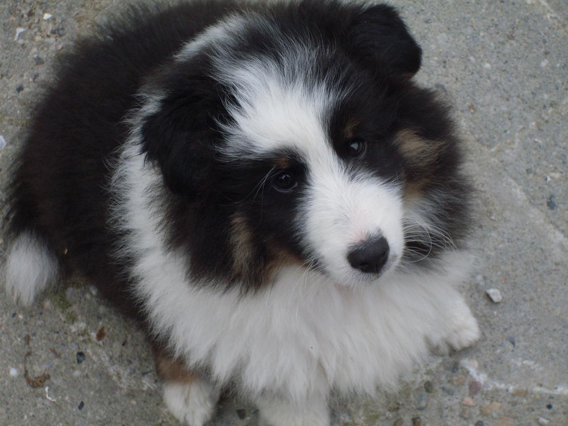 Shetland sheepdog Nana billede 9