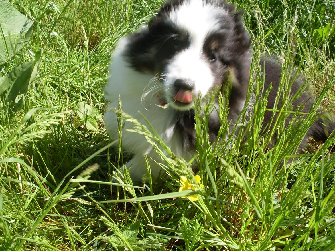 Shetland sheepdog Nana billede 10
