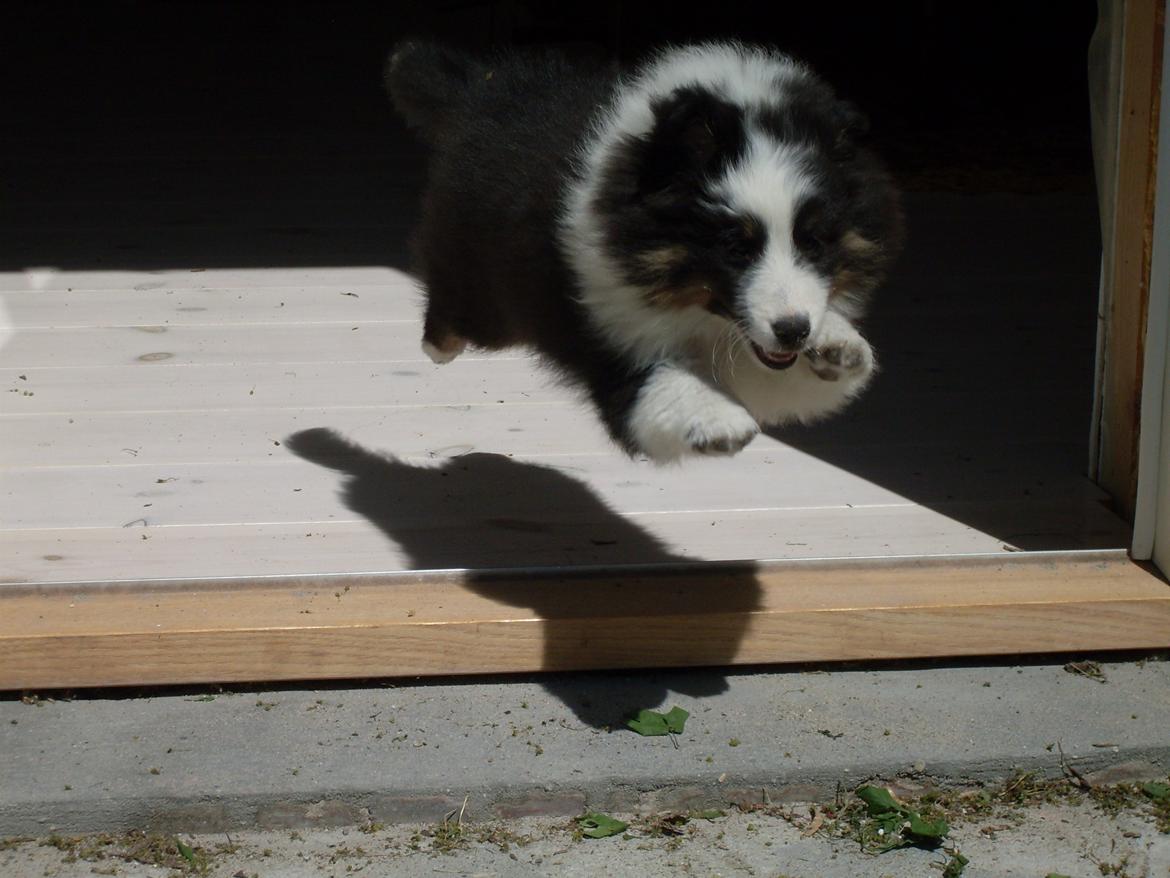 Shetland sheepdog Nana billede 11
