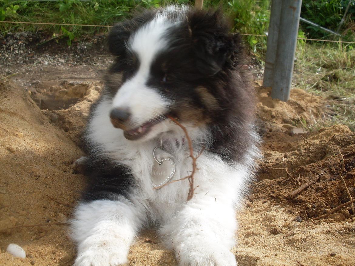 Shetland sheepdog Nana billede 12