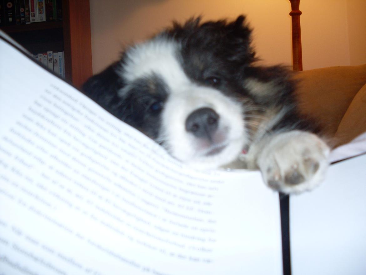 Shetland sheepdog Nana billede 13