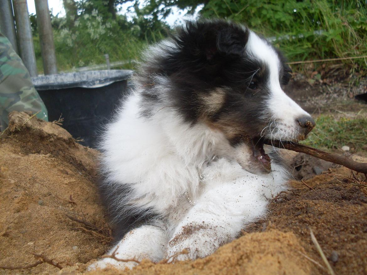Shetland sheepdog Nana billede 14