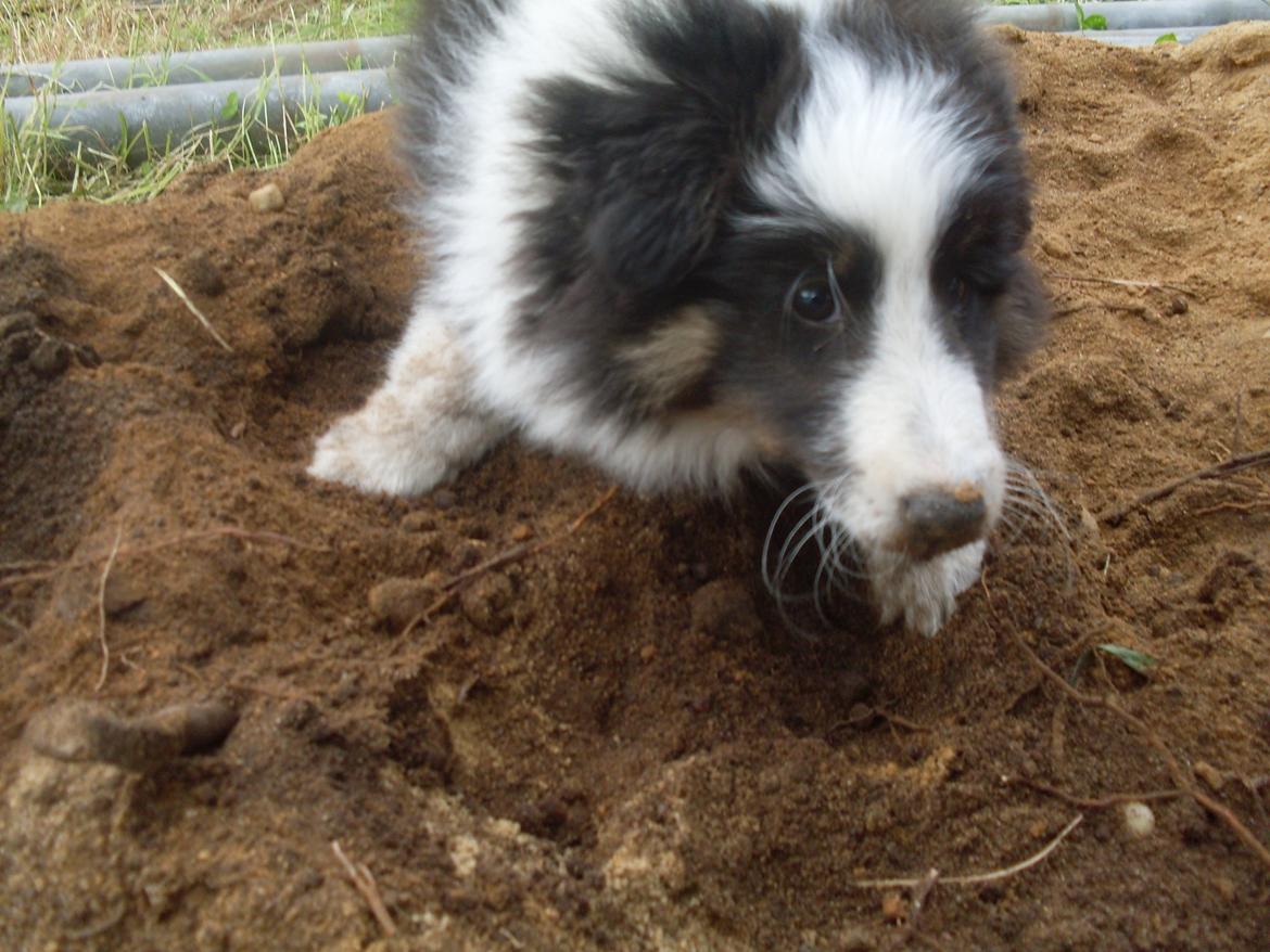 Shetland sheepdog Nana billede 15