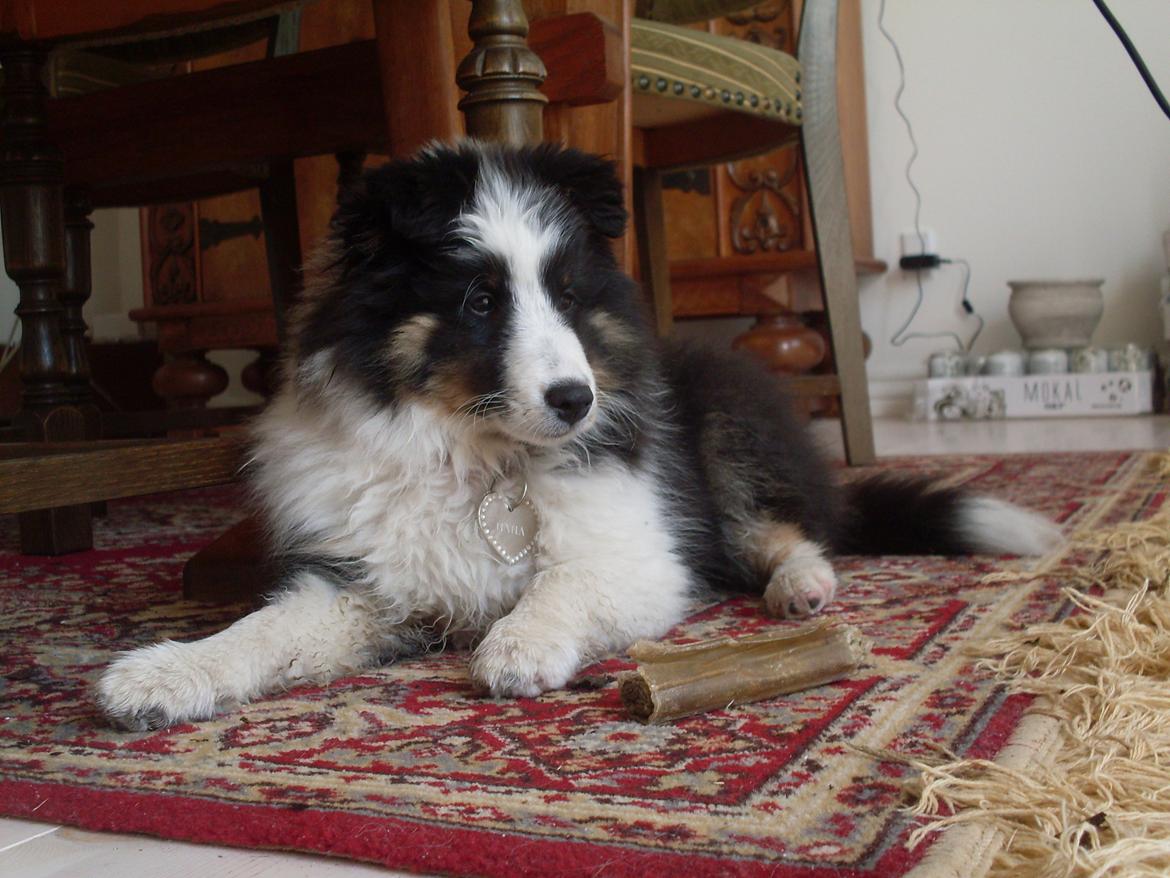 Shetland sheepdog Nana billede 16