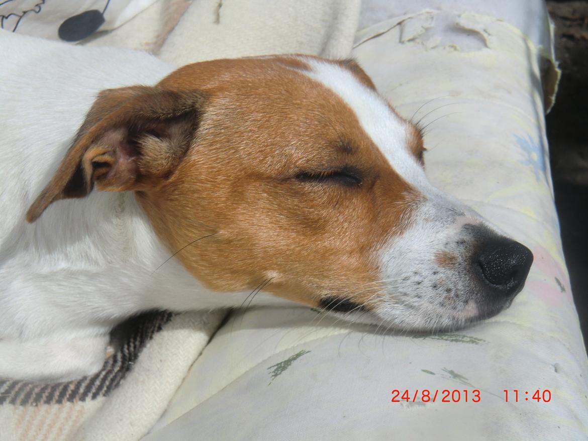 Dansk svensk gaardhund Liv - Hallo i skal da ikke tage billeder af mig når jeg sover!! billede 4