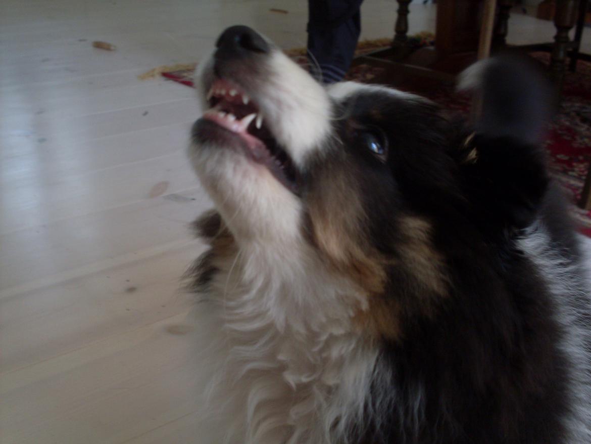 Shetland sheepdog Nana billede 17