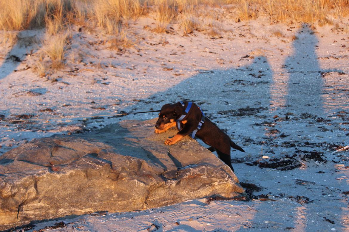 Beauceron Blackbossy`s Apachetåre ( Aslan) billede 15