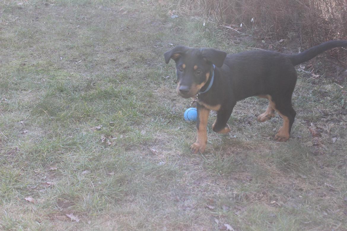 Beauceron Blackbossy`s Apachetåre ( Aslan) billede 16