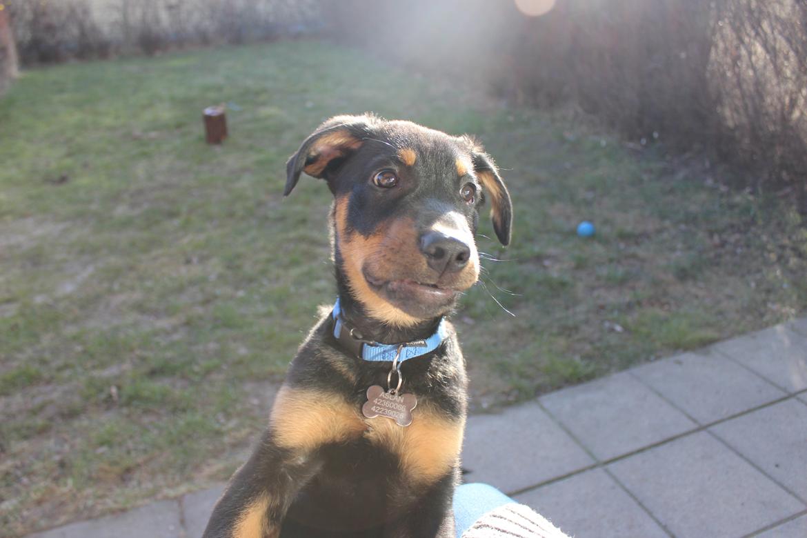 Beauceron Blackbossy`s Apachetåre ( Aslan) billede 17