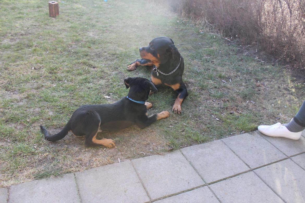 Beauceron Blackbossy`s Apachetåre ( Aslan) billede 18