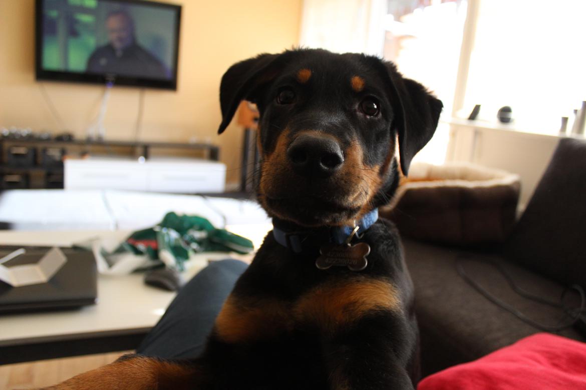 Beauceron Blackbossy`s Apachetåre ( Aslan) billede 19