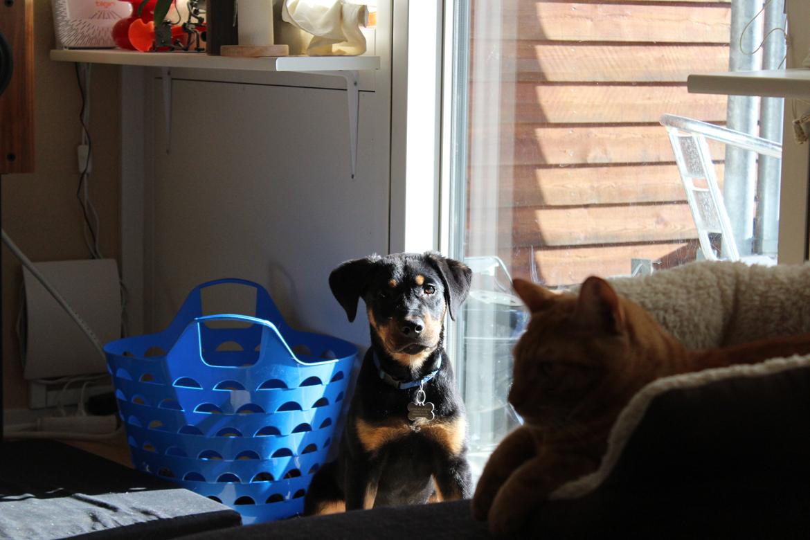 Beauceron Blackbossy`s Apachetåre ( Aslan) billede 20