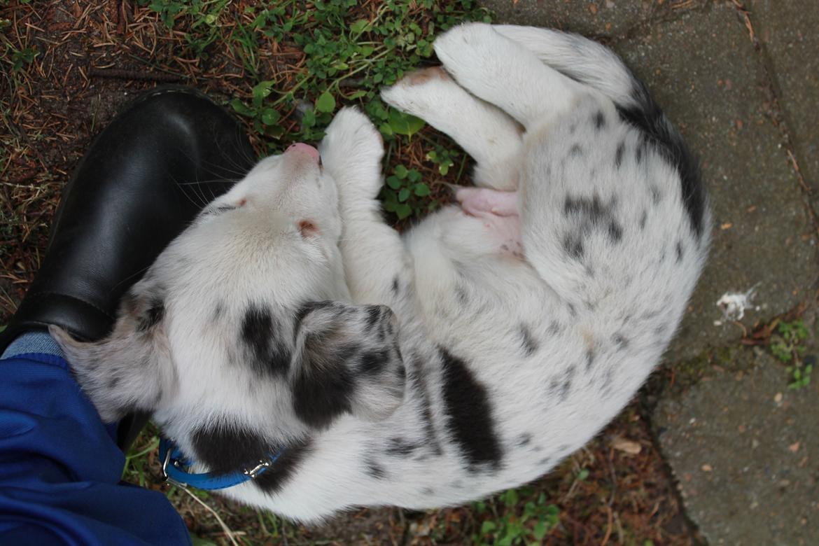 Welsh corgi cardigan Balder billede 13