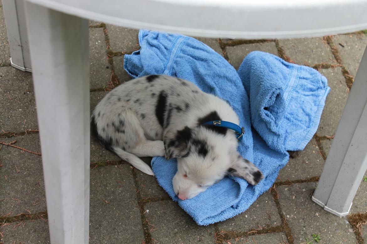 Welsh corgi cardigan Balder billede 14