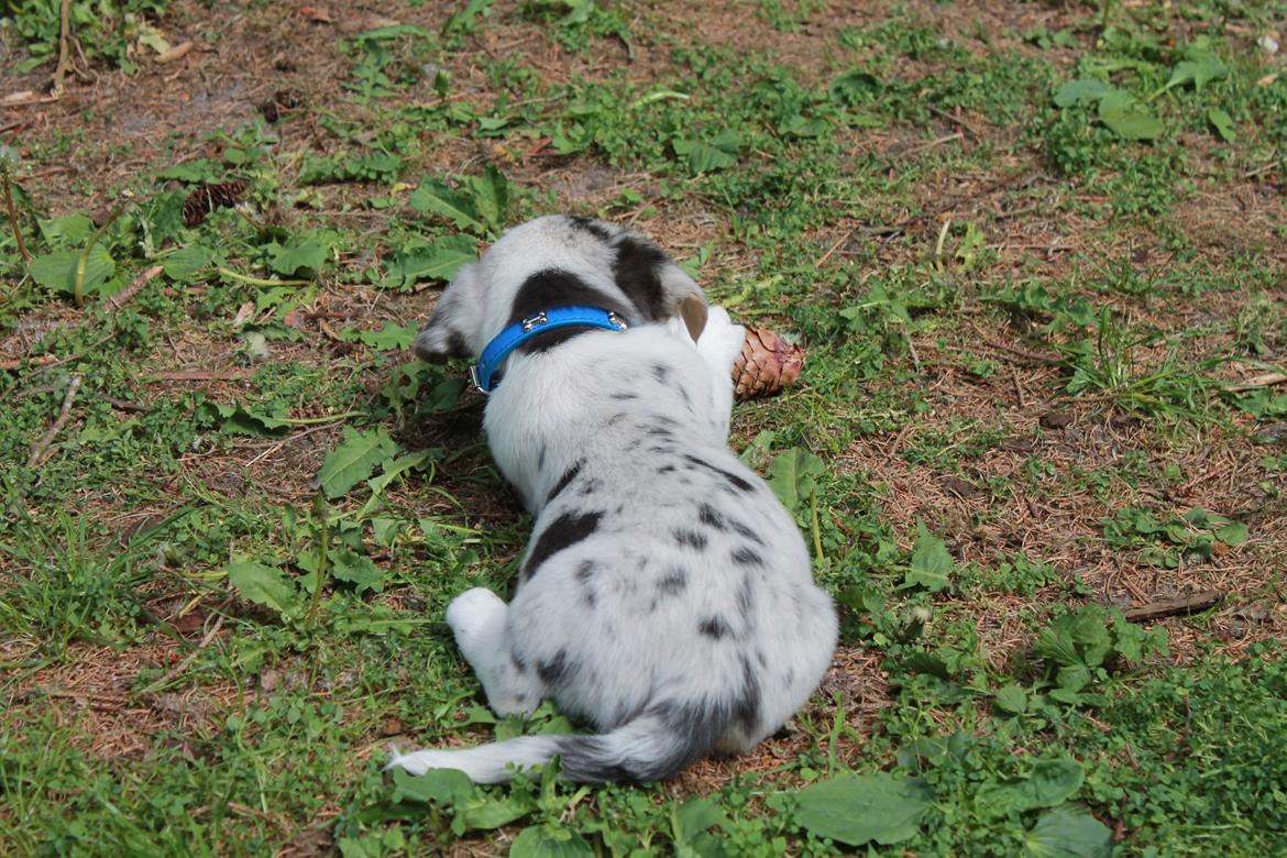 Welsh corgi cardigan Balder billede 15