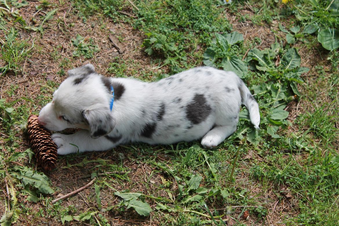 Welsh corgi cardigan Balder billede 16