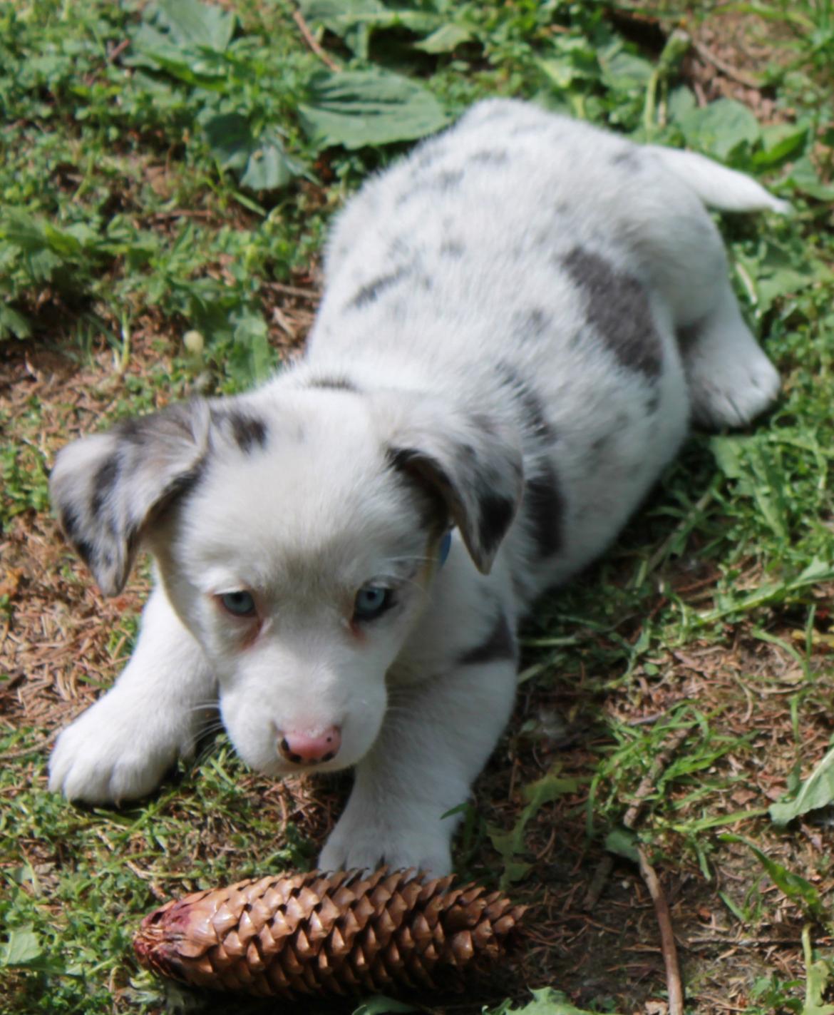 Welsh corgi cardigan Balder billede 17