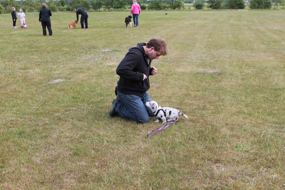 Welsh corgi cardigan Balder billede 18