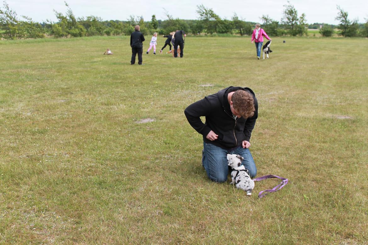 Welsh corgi cardigan Balder billede 19
