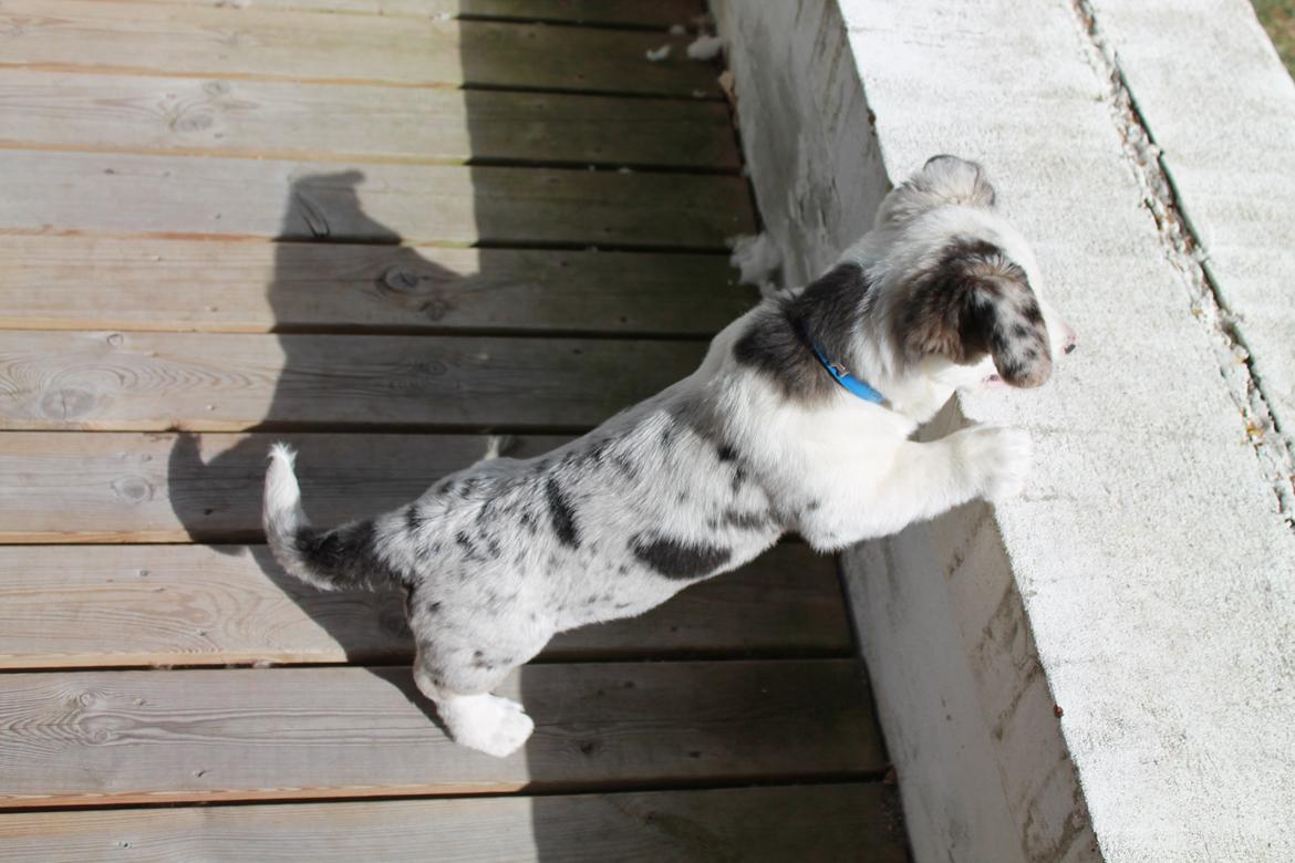 Welsh corgi cardigan Balder billede 20