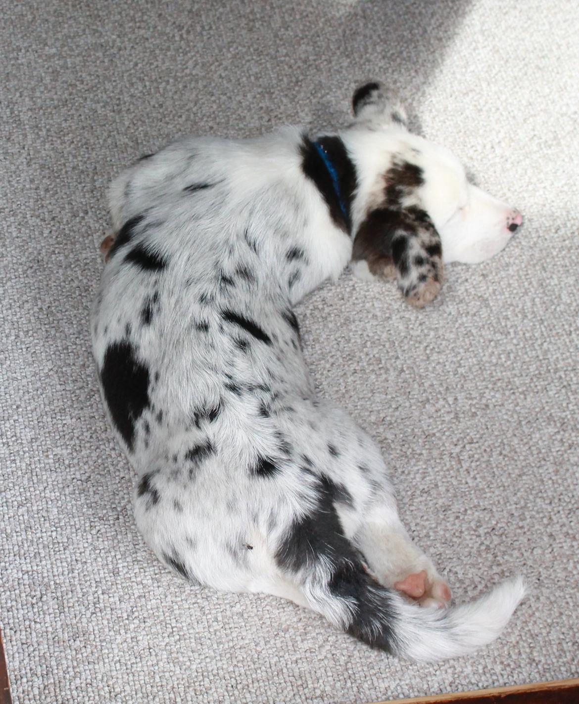 Welsh corgi cardigan Balder billede 21