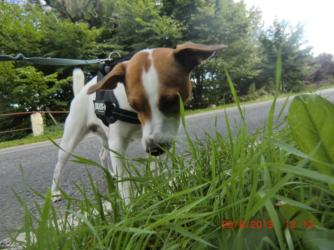 Dansk svensk gaardhund Liv billede 10