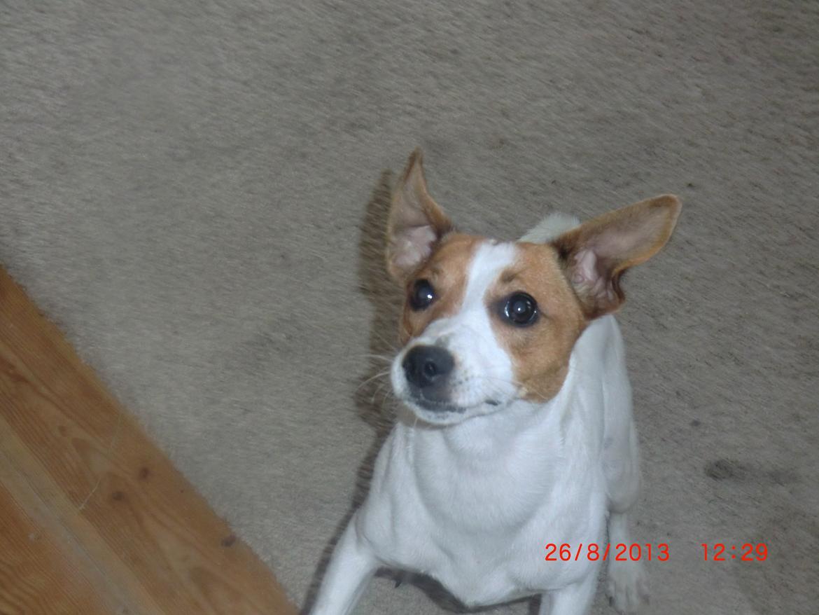 Dansk svensk gaardhund Liv billede 17