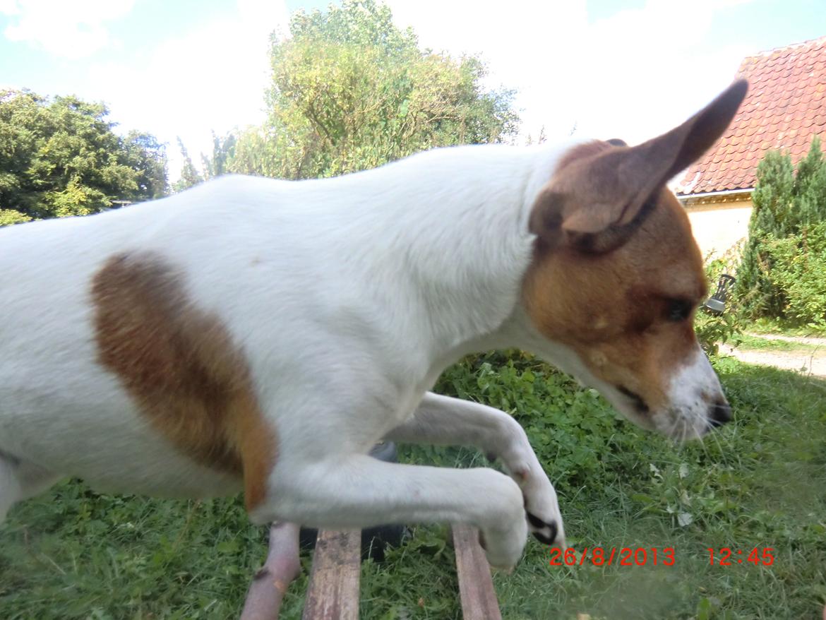 Dansk svensk gaardhund Liv billede 14