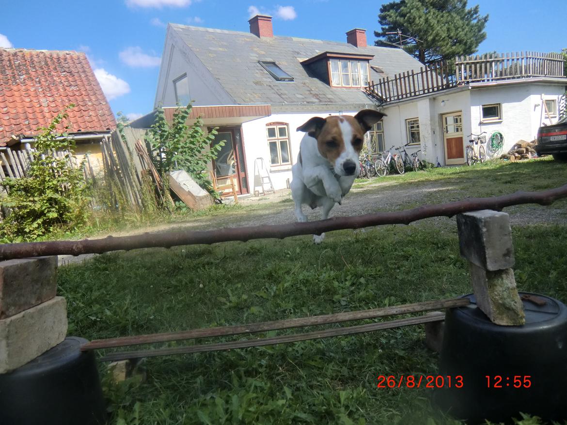 Dansk svensk gaardhund Liv billede 15