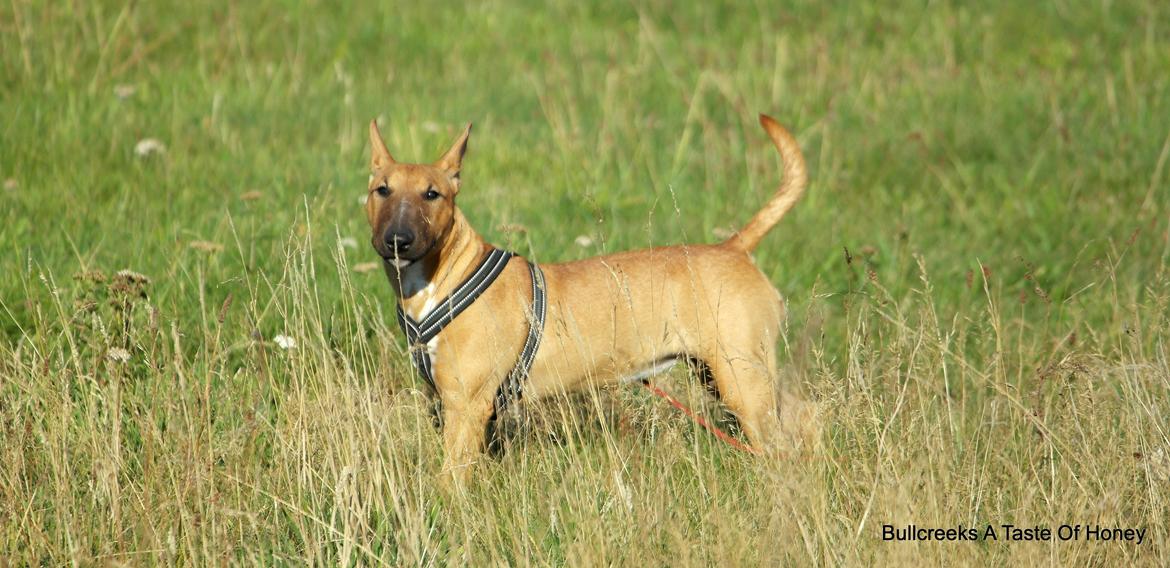 Bullterrier miniature Bullcreeks A Taste Of Honey 'Abby' - Abby 6 mdr. billede 26