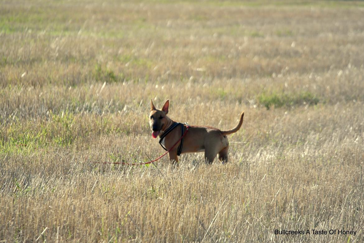 Bullterrier miniature Bullcreeks A Taste Of Honey 'Abby' - Abby 6 mdr. billede 27