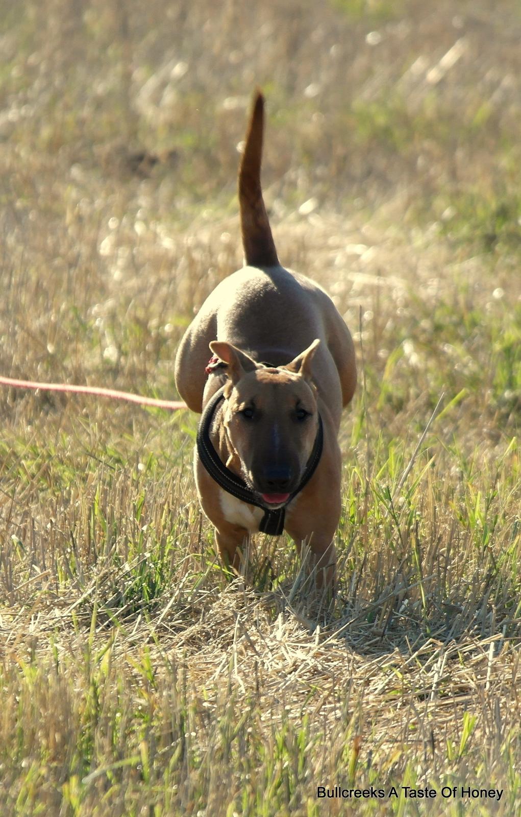 Bullterrier miniature Bullcreeks A Taste Of Honey 'Abby' - Abby 6 mdr. billede 28