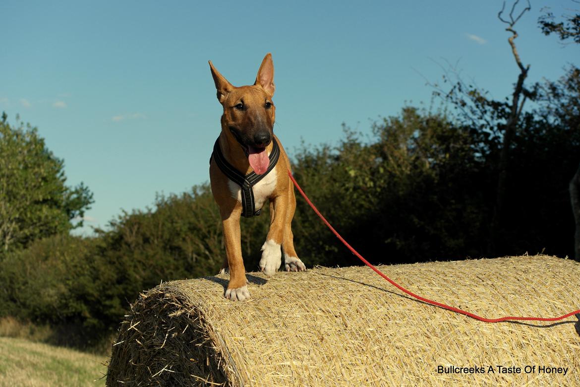Bullterrier miniature Bullcreeks A Taste Of Honey 'Abby' - Abby 6 mdr. billede 30