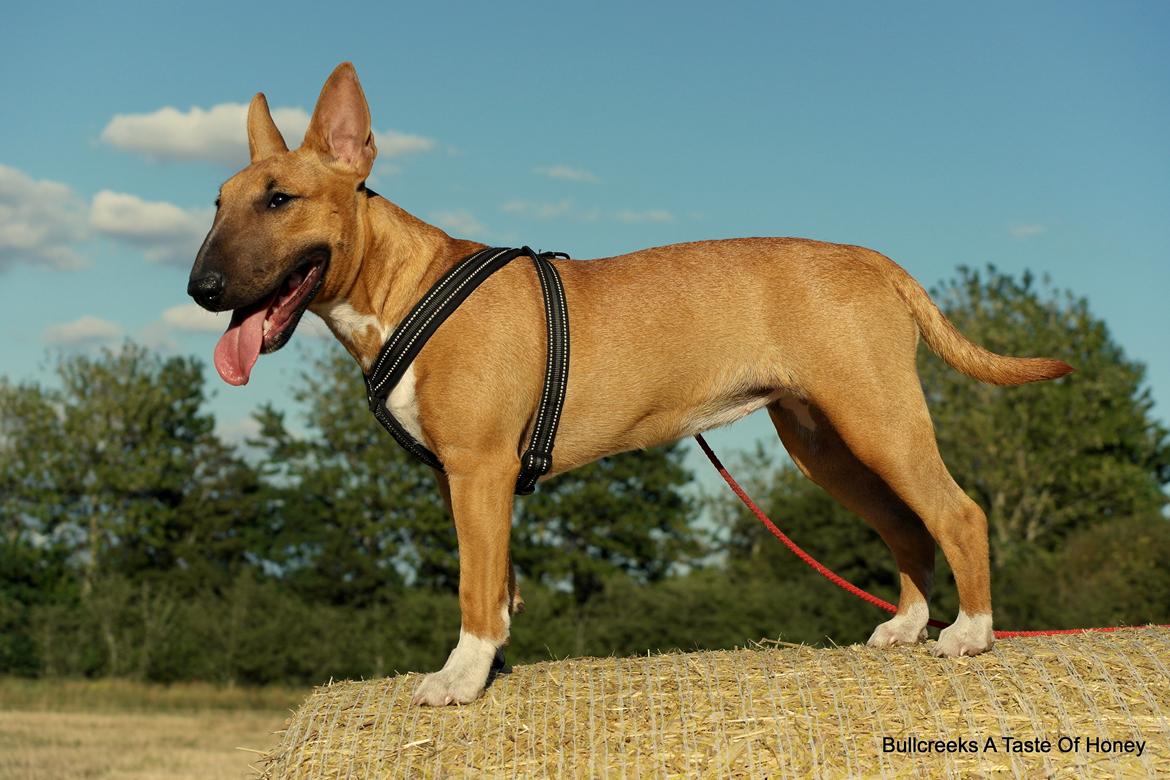 Bullterrier miniature Bullcreeks A Taste Of Honey 'Abby' - Abby 6 mdr. billede 4