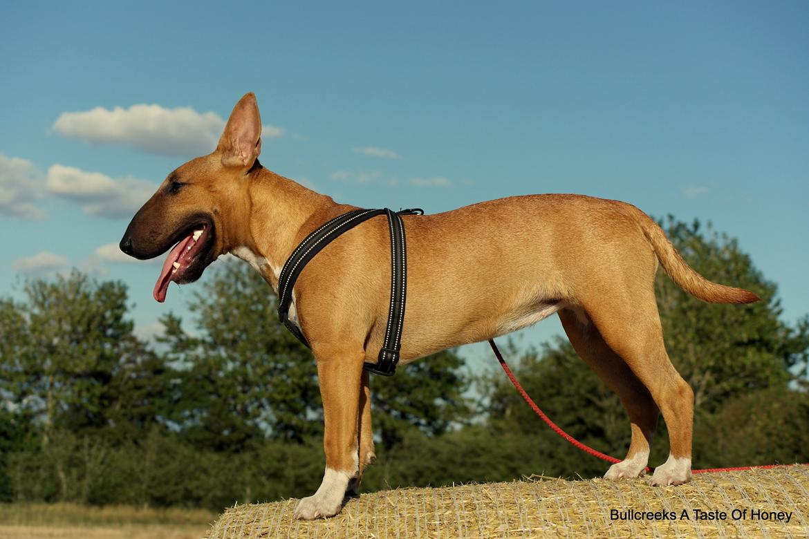 Bullterrier miniature Bullcreeks A Taste Of Honey 'Abby' - Abby 6 mdr. billede 29